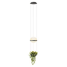 Vibia Palma Pendel LED med urtepotte grafit - 40 cm - casambi