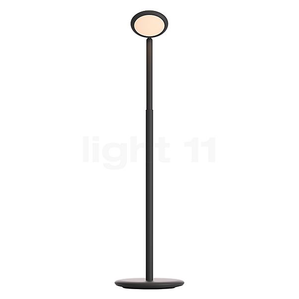 Grau Parrot Batterie lampadaire LED noir