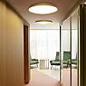 Luceplan Compendium Plate Parete/Soffitto LED messing productafbeelding