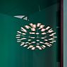 Nemo Chloris Pendant Light LED nickel application picture