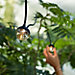 Cherry Bubbls Fairy Lights LED